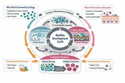 Ecological Dynamics of the Oral Microbiome: A Systems-Based Model of Dysbiosis, Biofilm Maturation, and Host Inflammatory Response