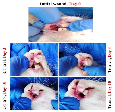 Clinical and Histological Evaluation of Serratiopeptidase on Oral Wound Healing in Rabbits: In Vivo Study