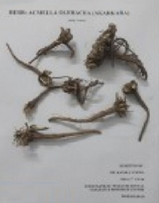 A Clinical and Microbiological Study to Assess the Efficacy of Acmella Oleracea and Acacia Catechu Herbs as Local Drug Delivery in Treatment of Chronic Generalized Periodontitis Patients