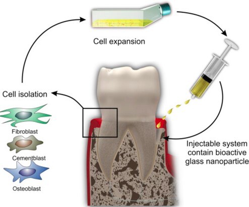 A Review Study of the Use of Bioactive Materials in Modern Dentistry